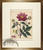 Andrews Botanicals in Gold Frame 07